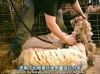 工厂生产织造羊毛布料的流程