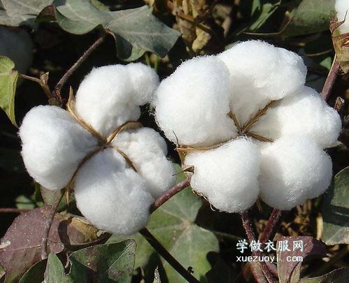 长绒棉做的被子并不比普通细绒棉更暖和