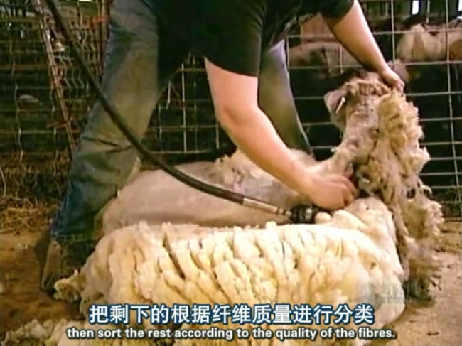 工厂生产织造羊毛布料的流程